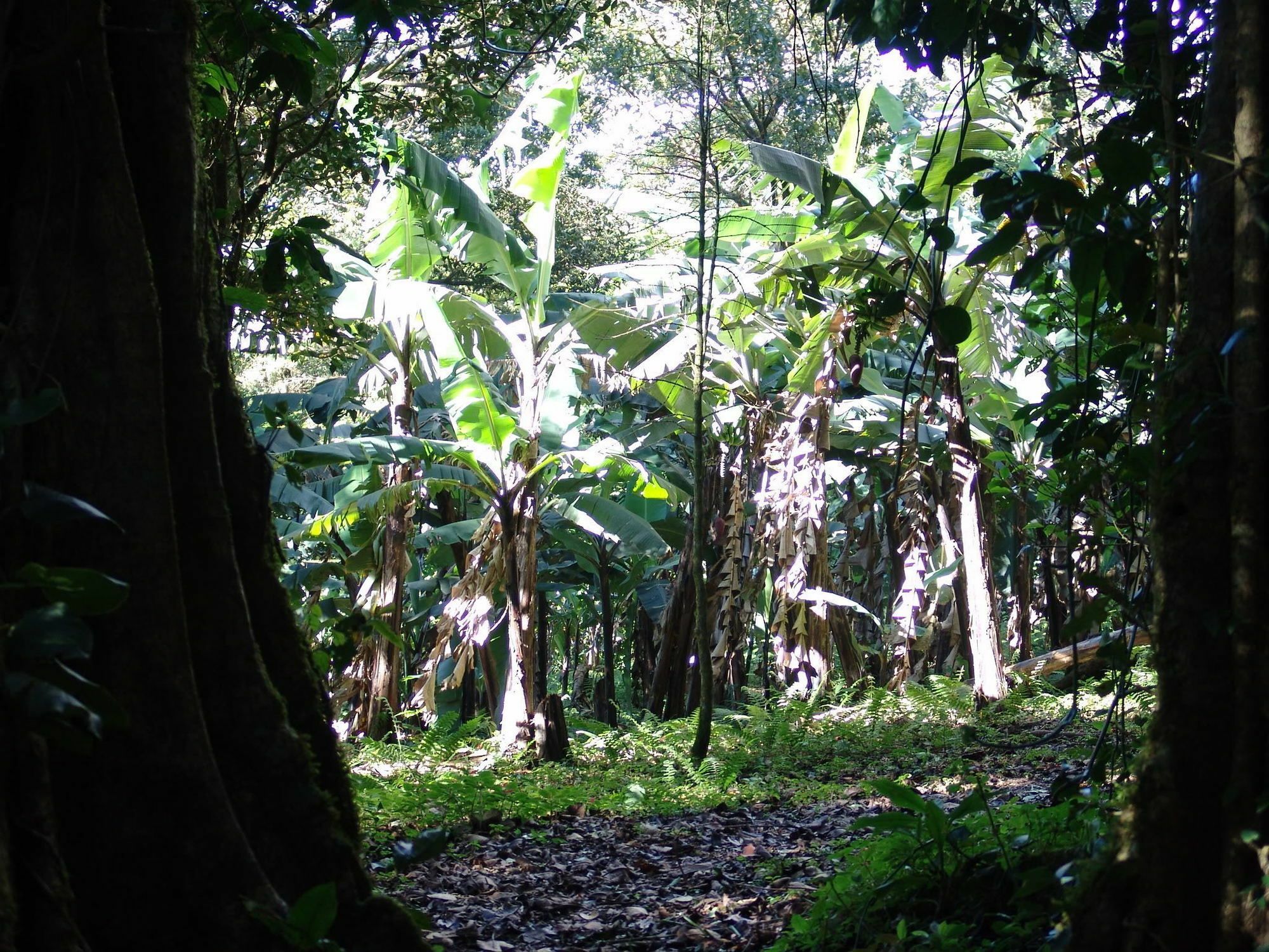Sunset Hotel Monteverde Buitenkant foto